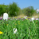 Cricklade, North Meadow